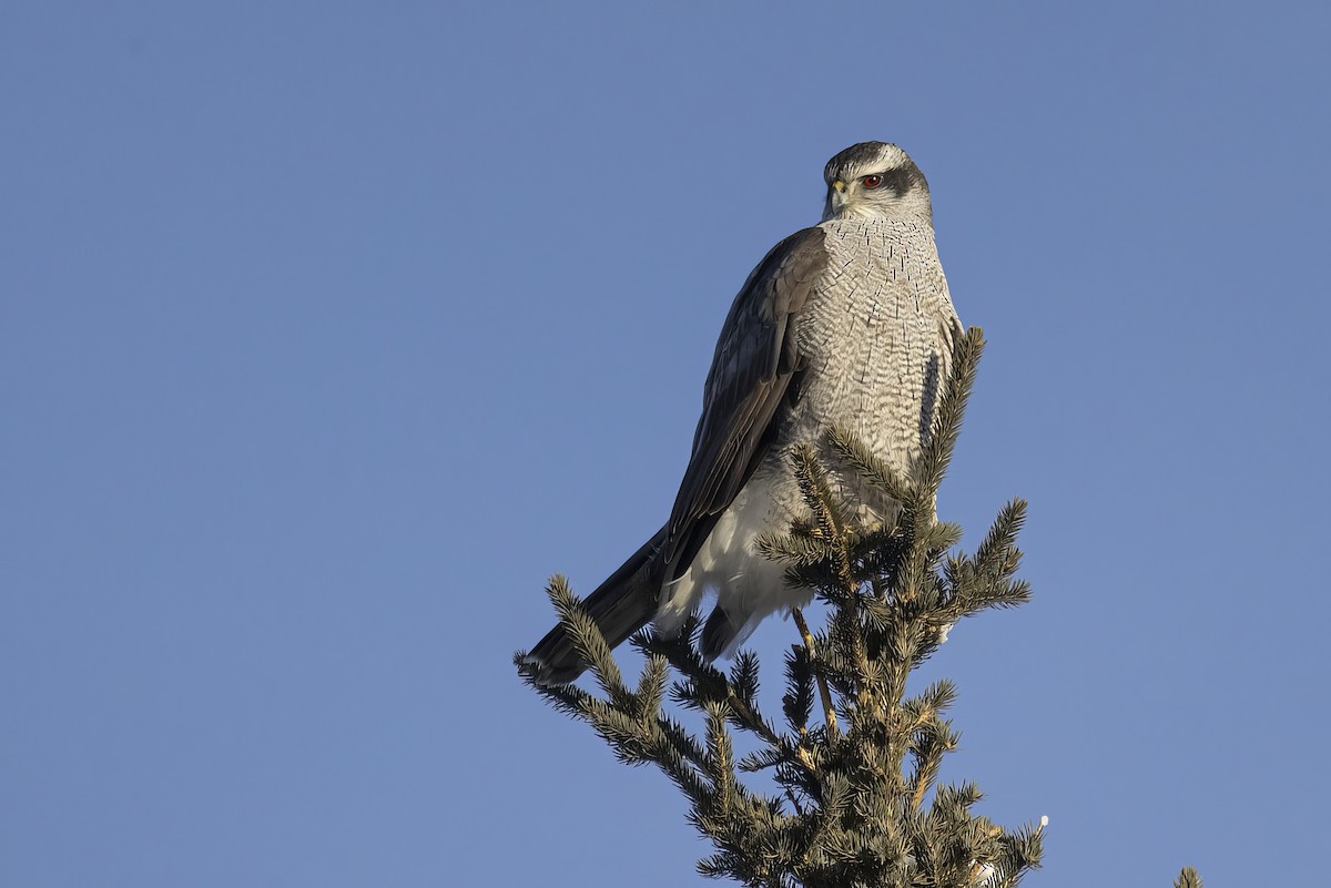 American Goshawk - ML519727791