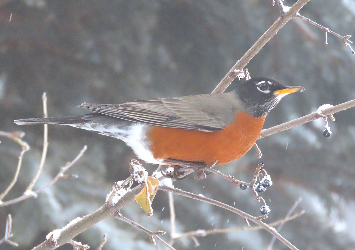 American Robin - ML519727801