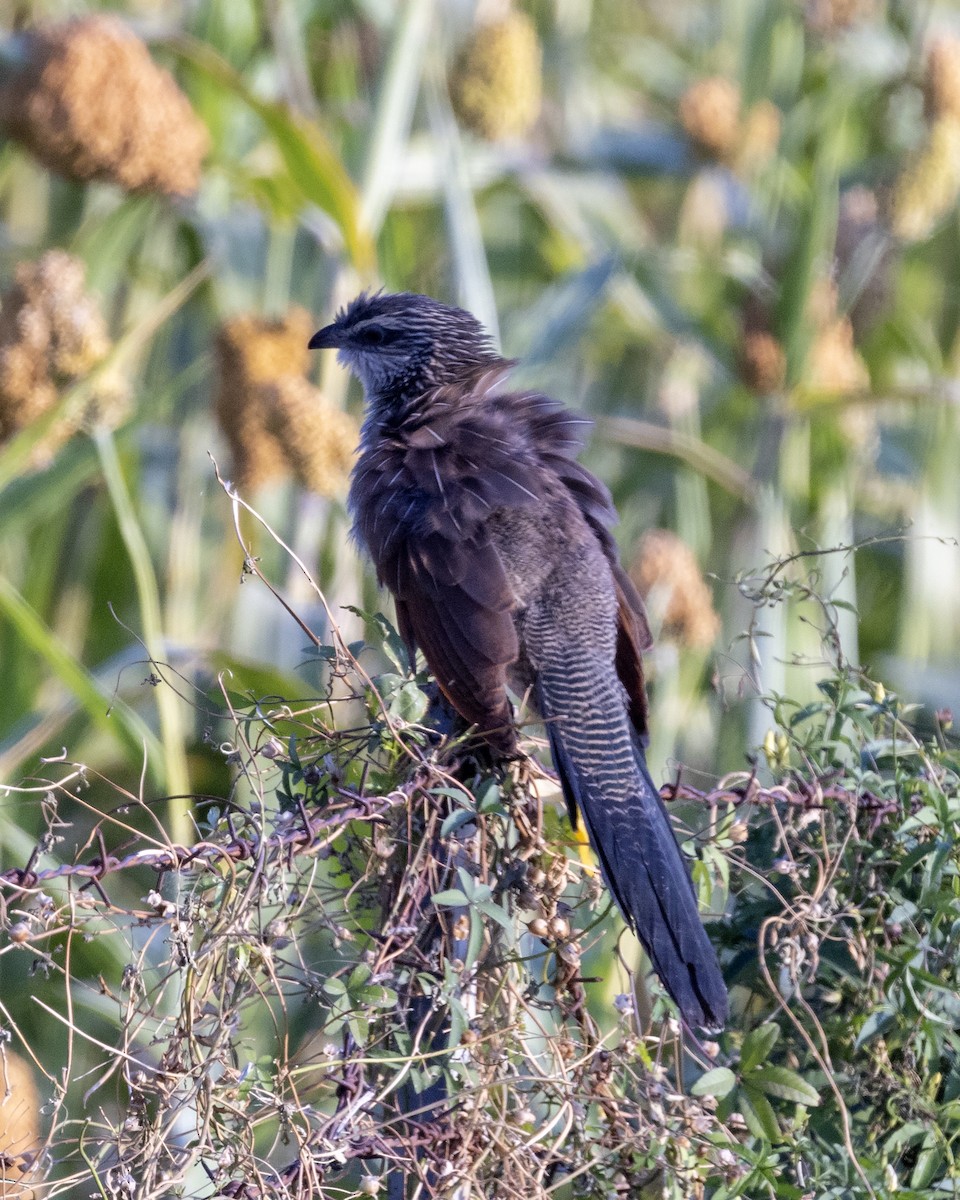 White-browed Coucal - ML519728791