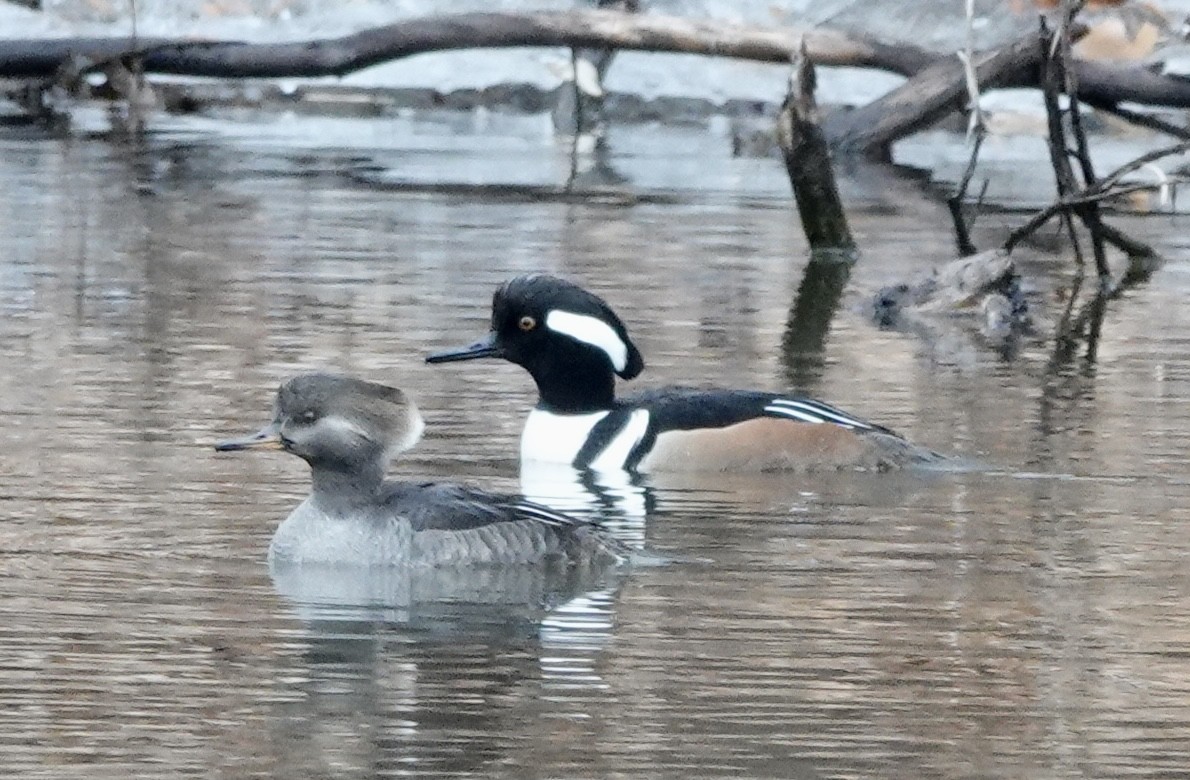 Hooded Merganser - ML519728881