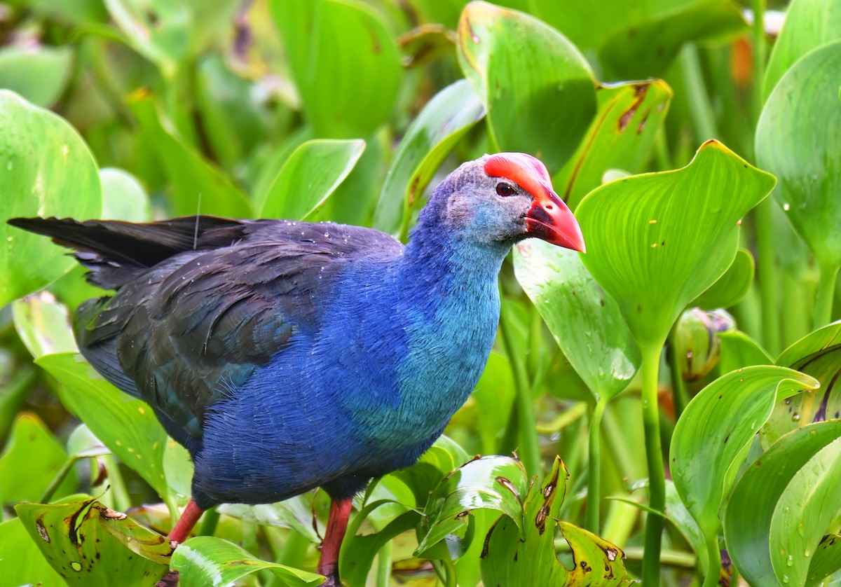 Gray-headed Swamphen - ML519728981