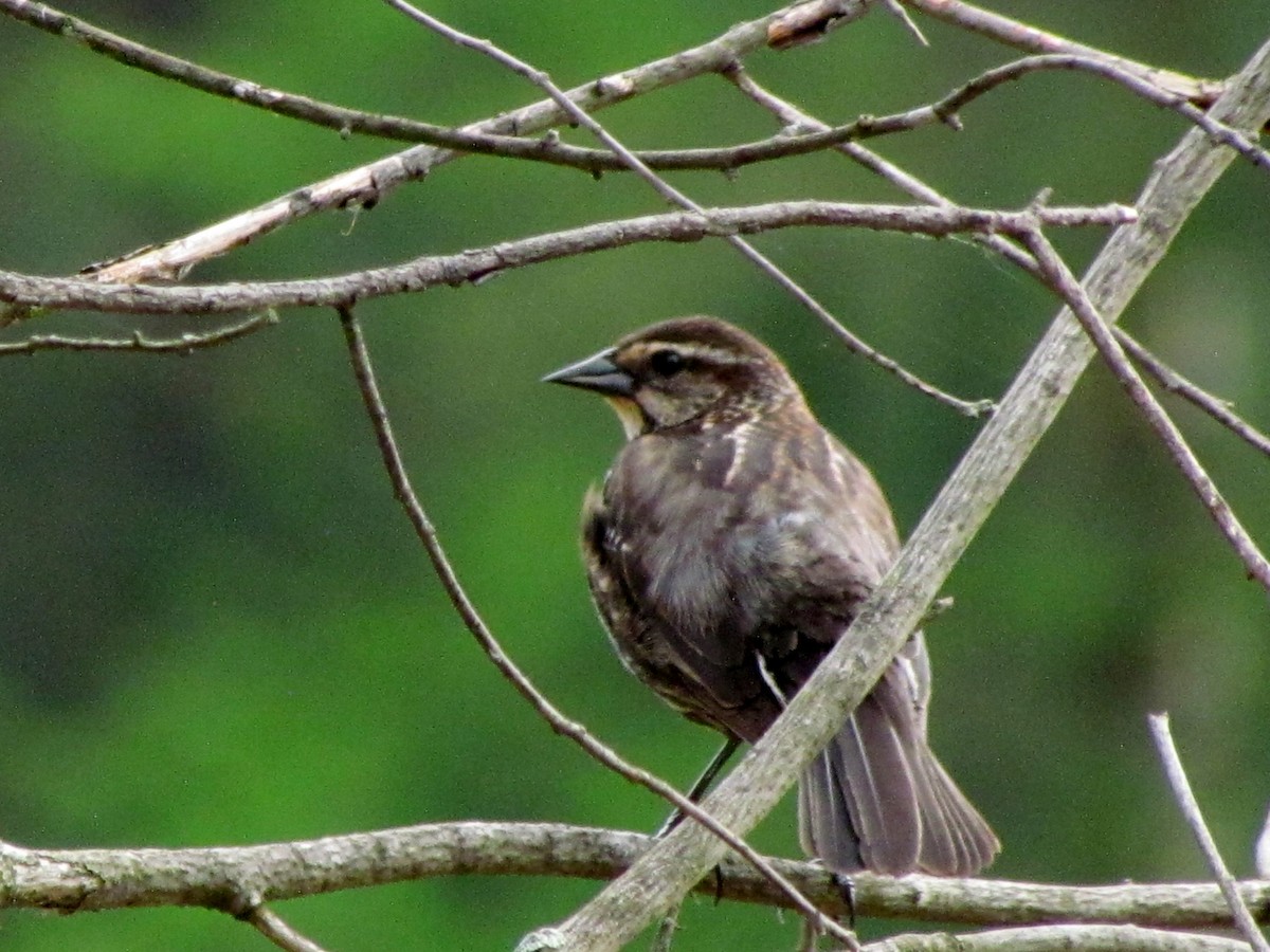 Red-winged Blackbird - ML51972911