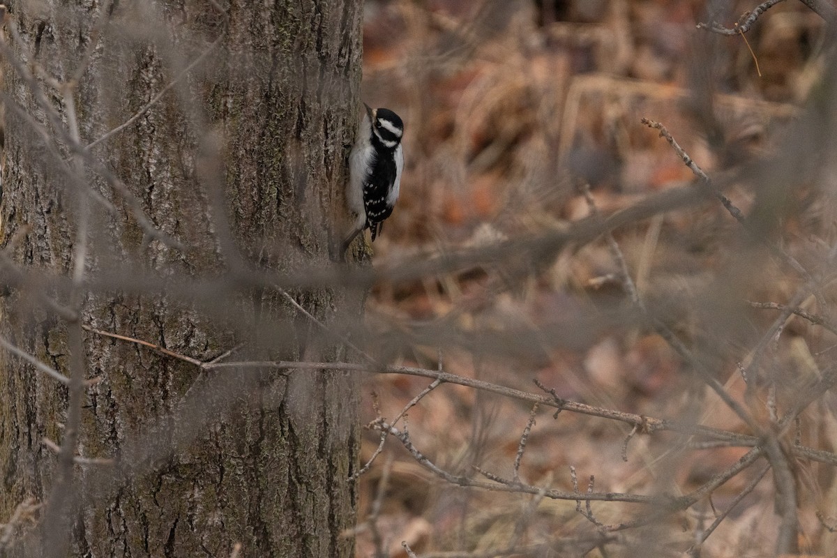 Downy Woodpecker - ML519729351