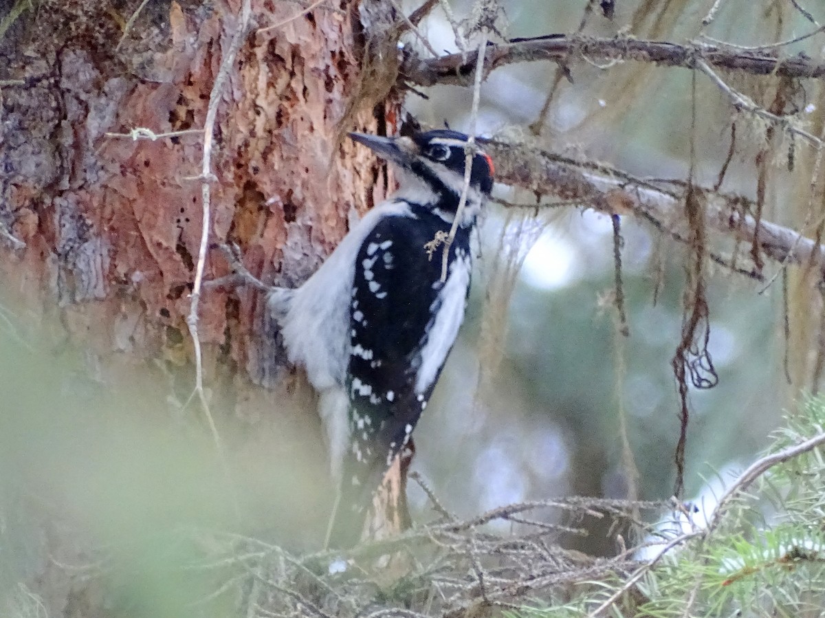 Hairy Woodpecker - ML519729371