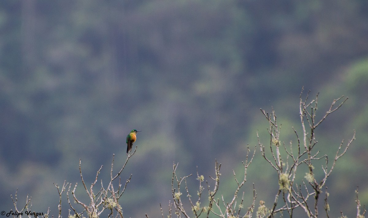 sylfa dlouhoocasá - ML51972961