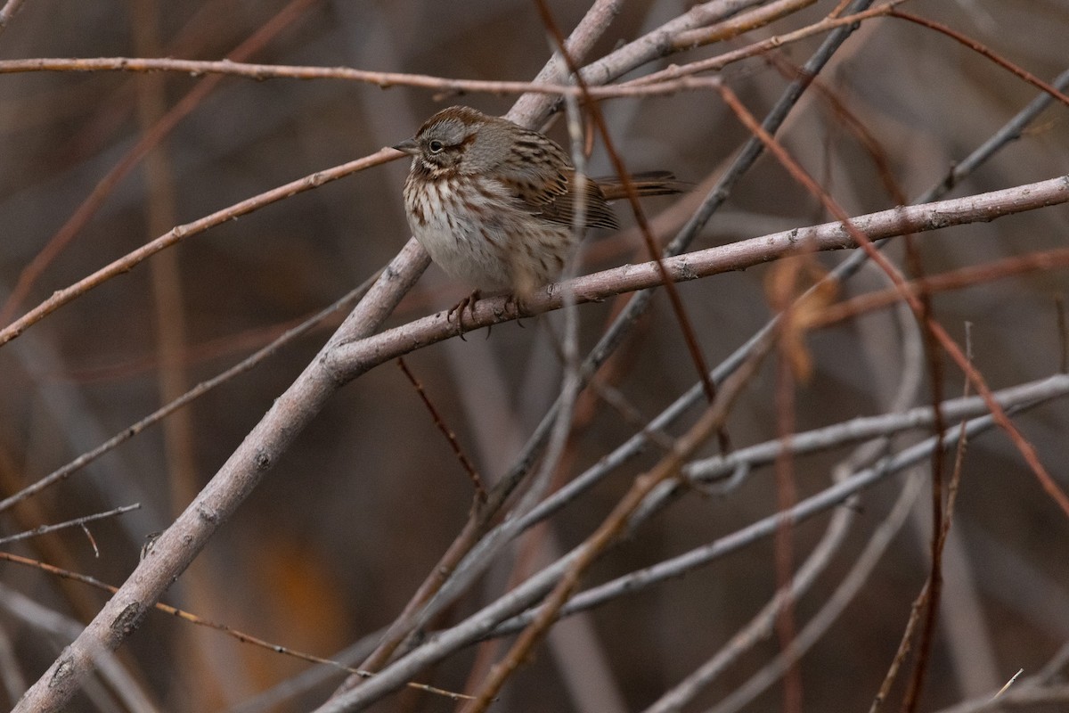 Song Sparrow - ML519729641