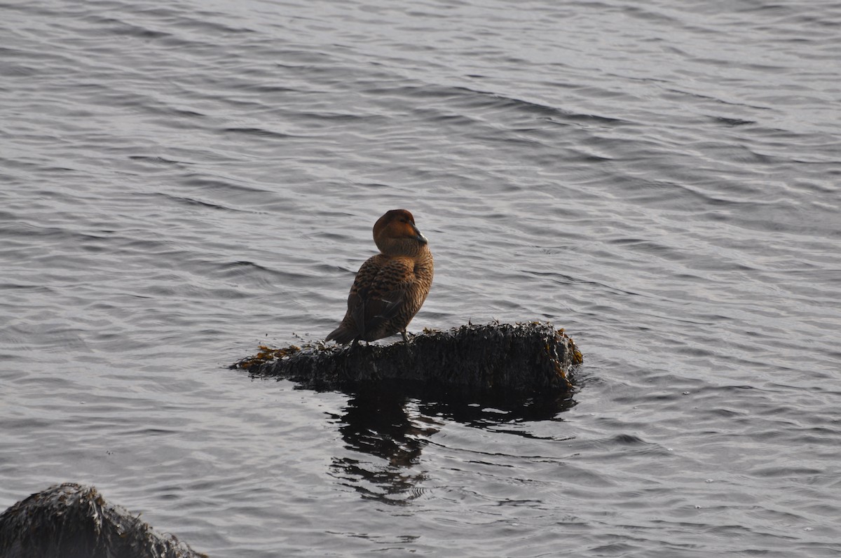 Common Eider - ML519729881