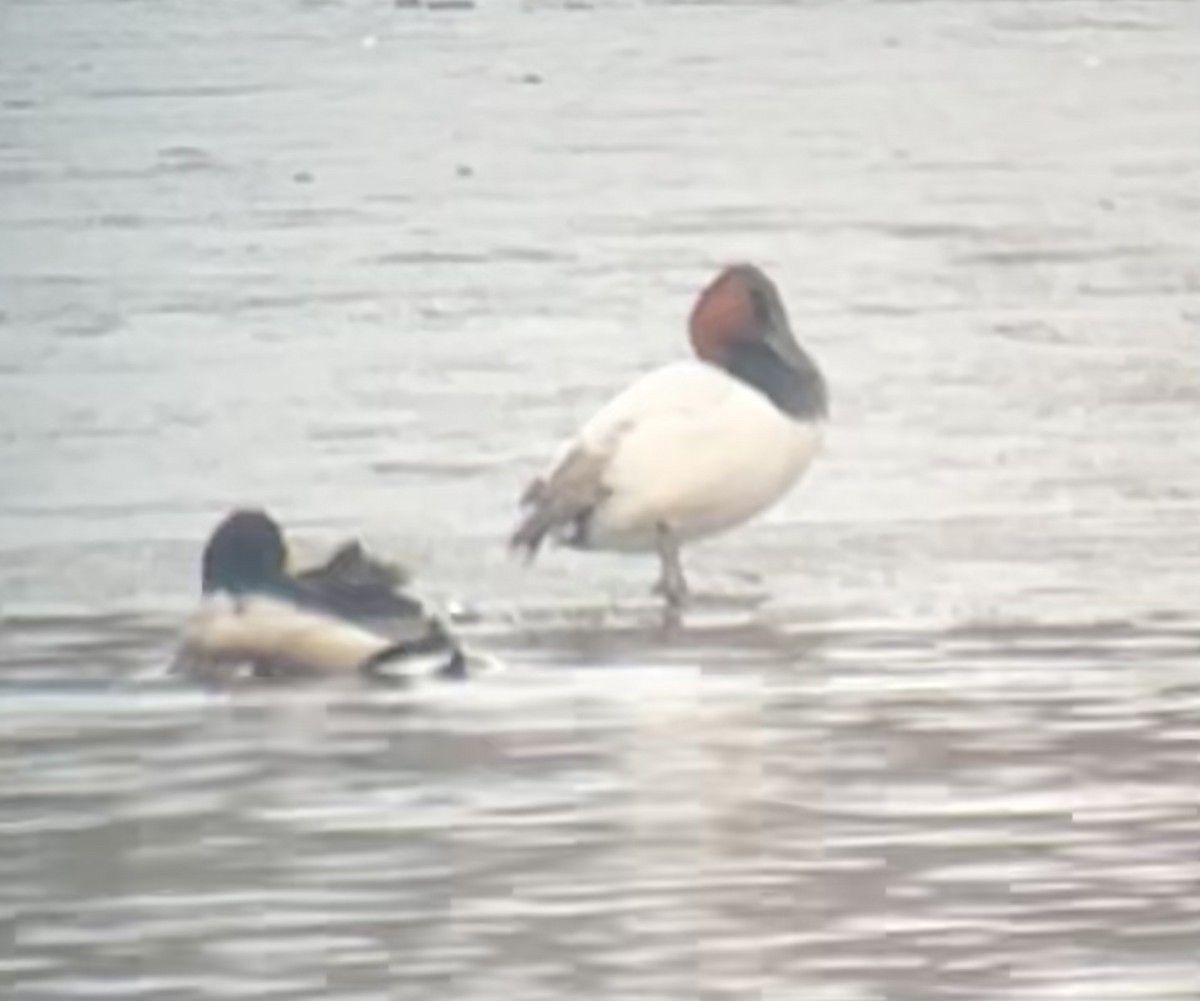 Canvasback - ML519729891