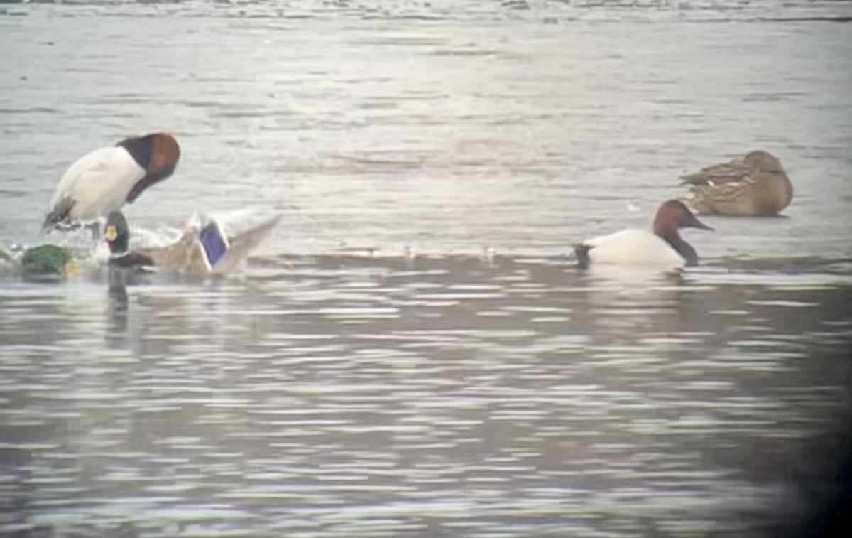 Canvasback - ML519729901