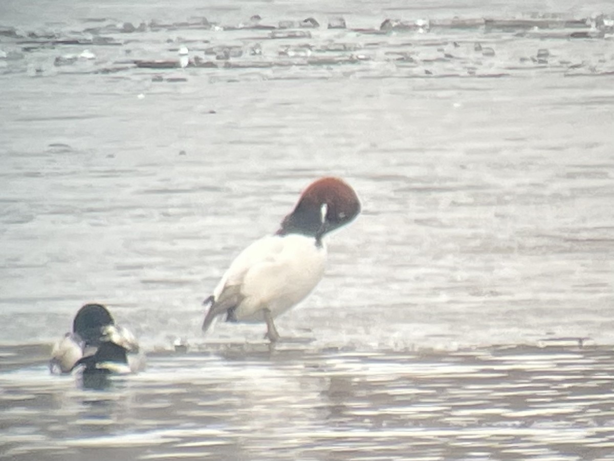 Canvasback - ML519729911