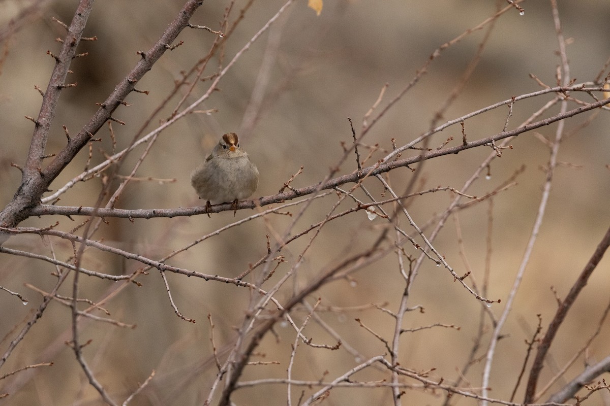 White-crowned Sparrow - ML519730901