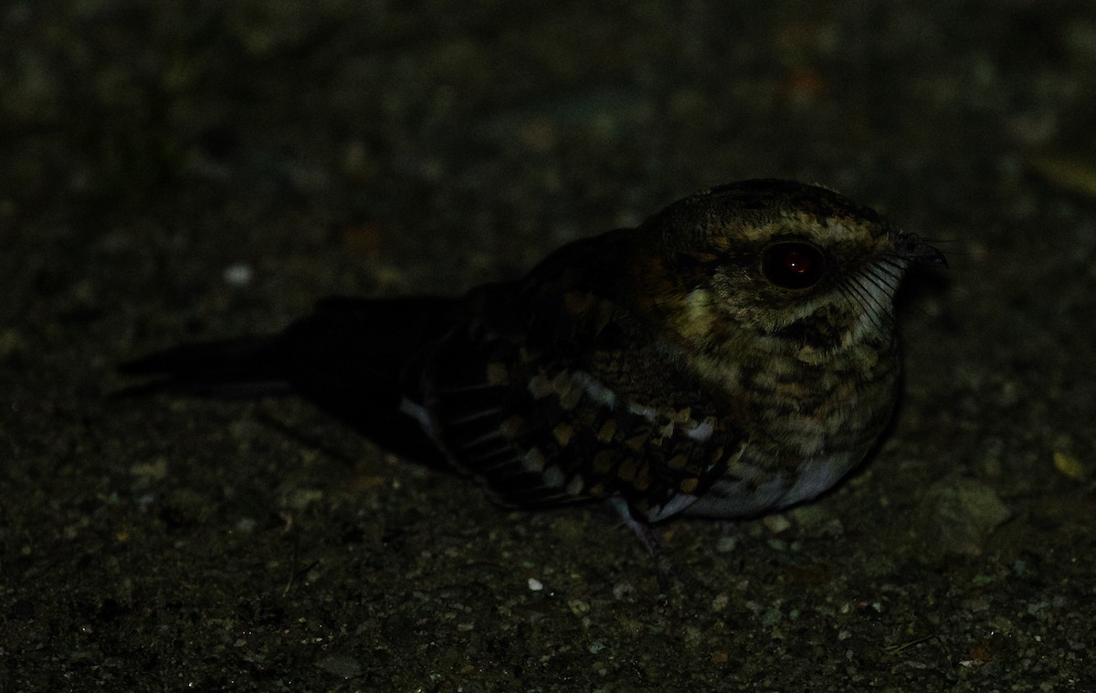 White-tailed Nightjar - ML519730941