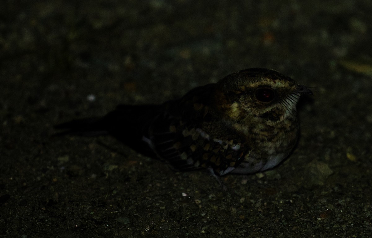 White-tailed Nightjar - ML519730951