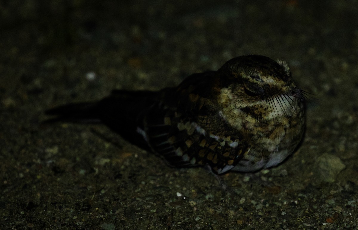 White-tailed Nightjar - ML519730971