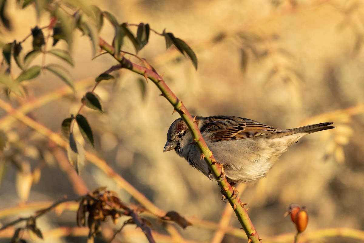 Moineau domestique - ML519731251