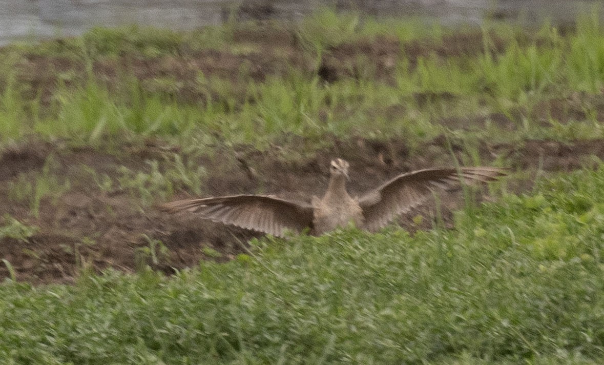 Little Curlew - Philip Griffin