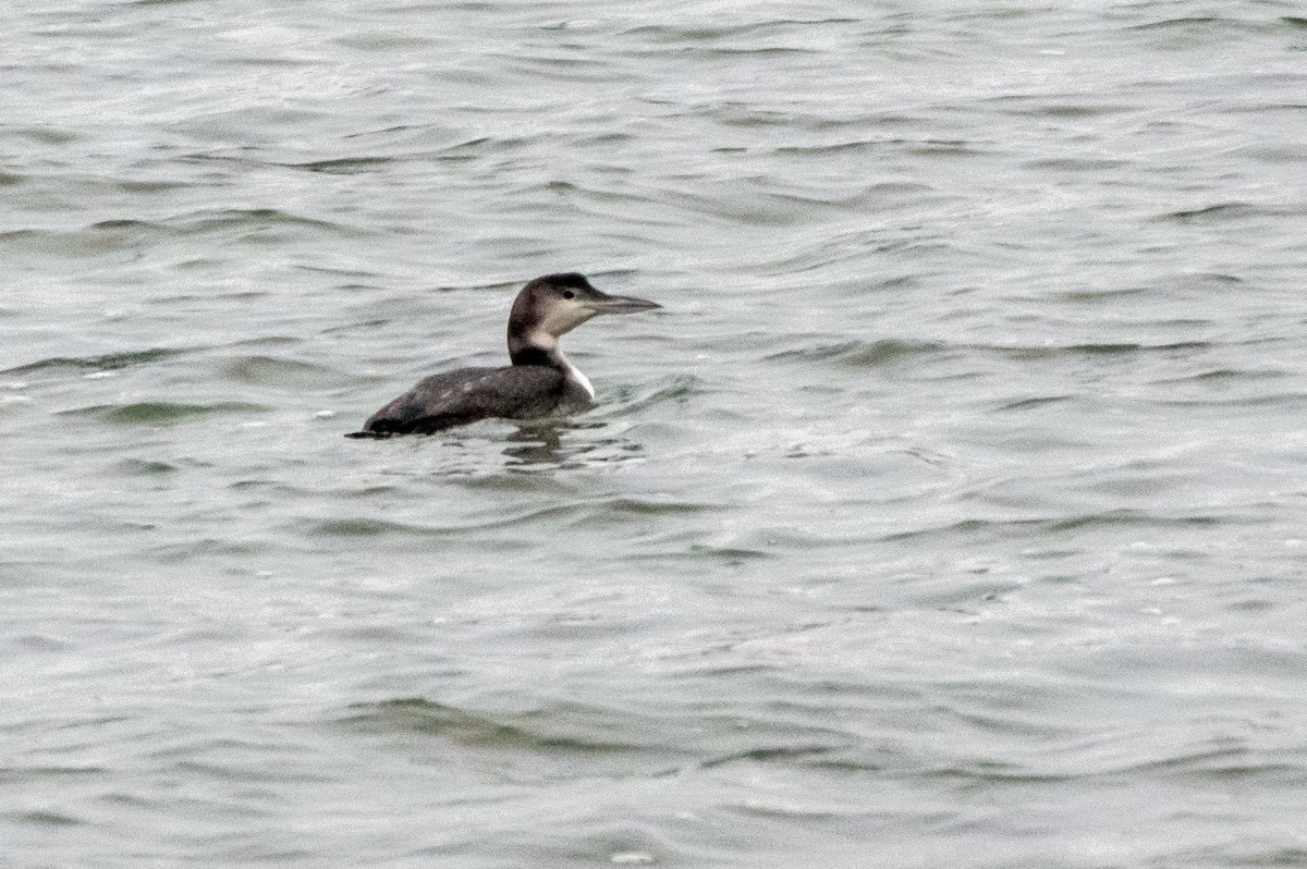 Common Loon - ML519732581