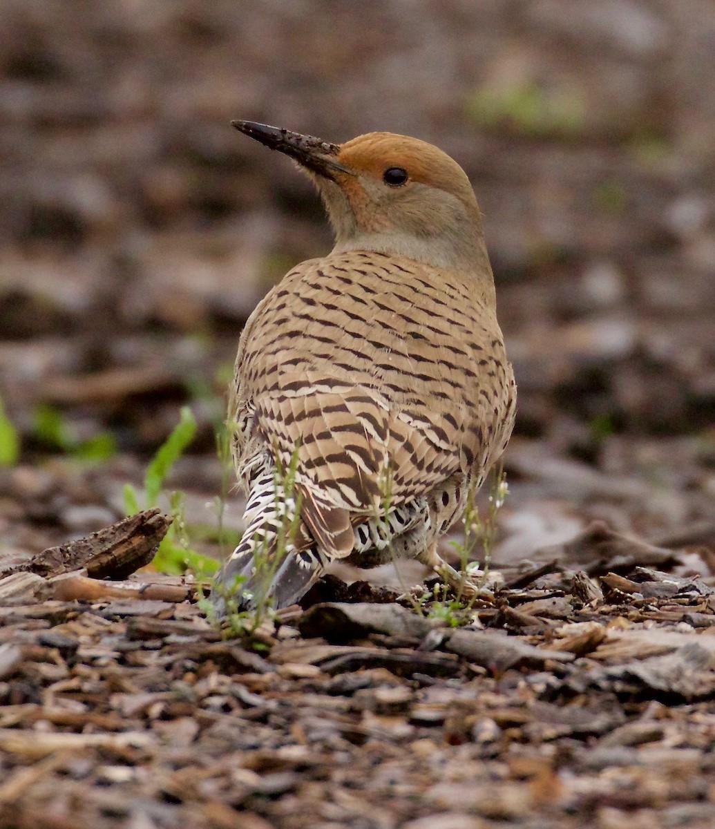 Northern Flicker (Red-shafted) - Patricia Clark