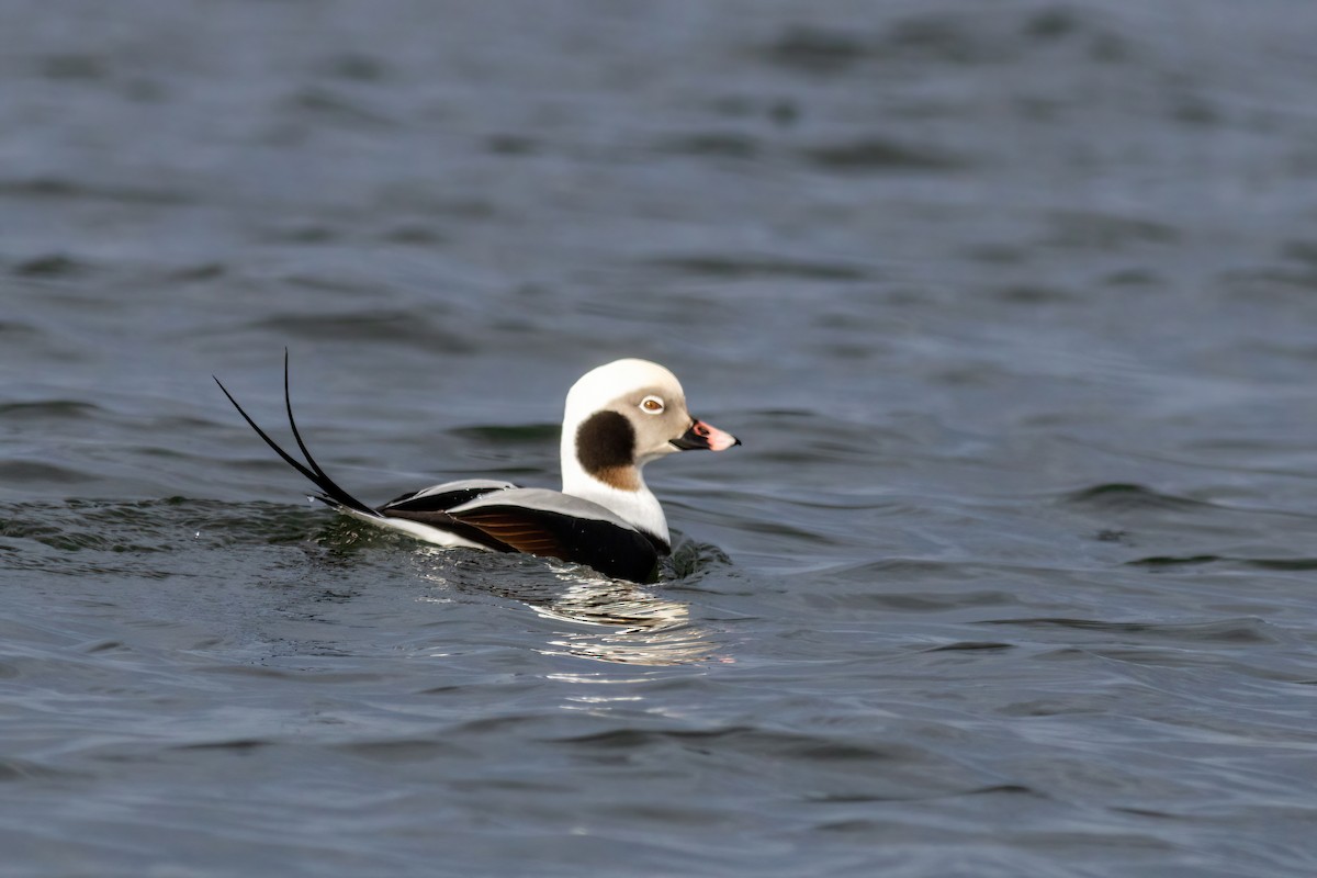 Long-tailed Duck - ML519735931