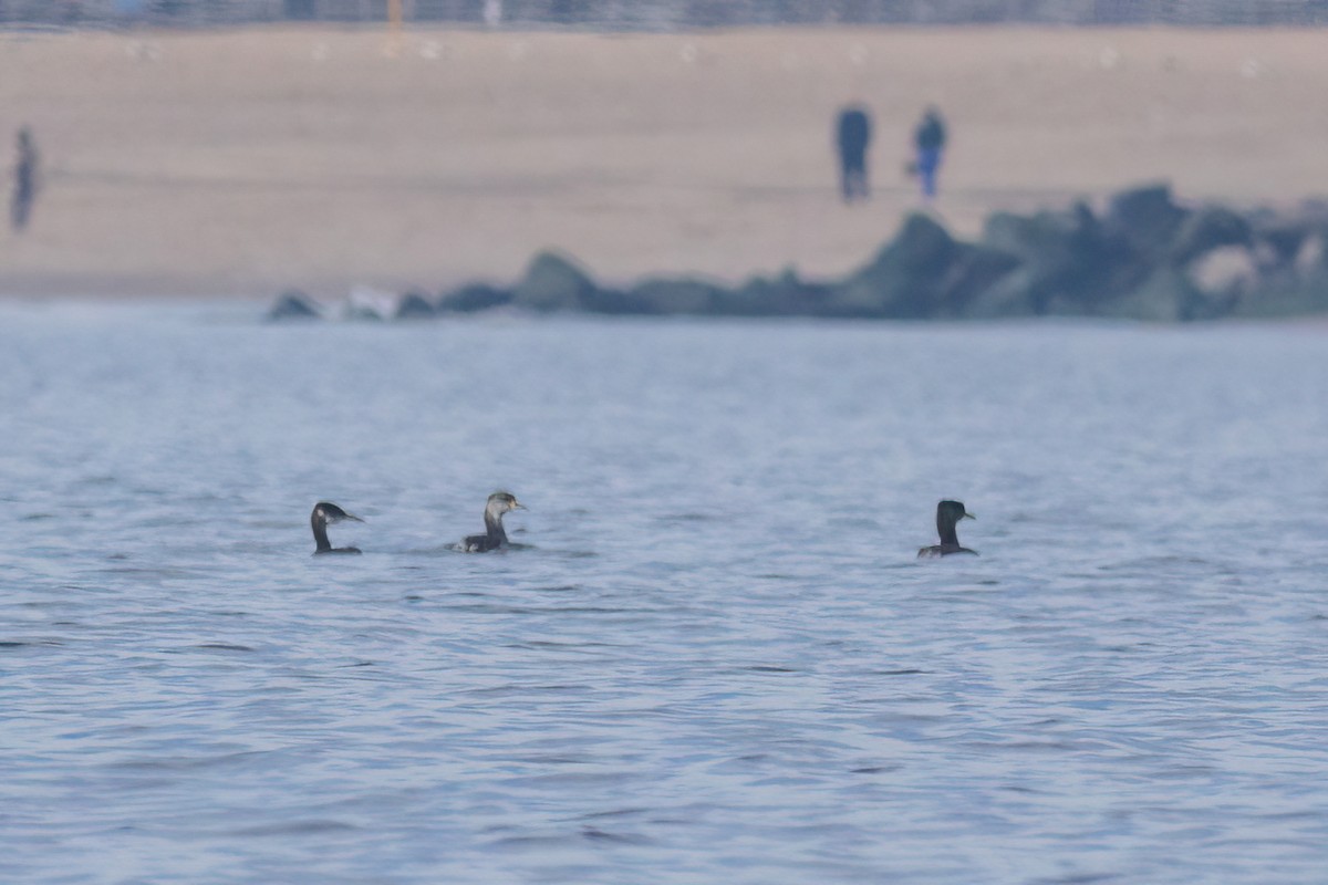 Red-necked Grebe - ML519736261