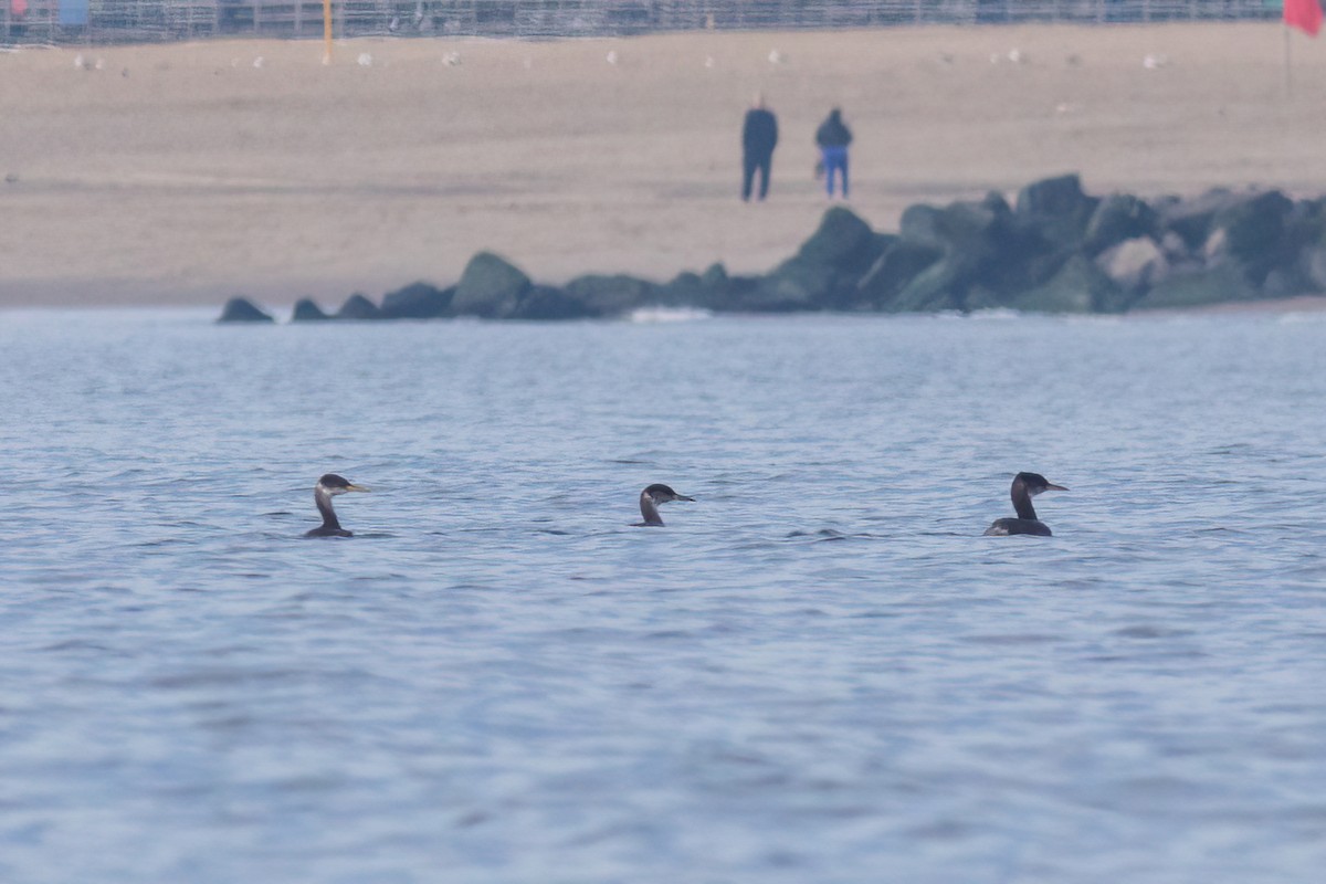 Red-necked Grebe - ML519736271