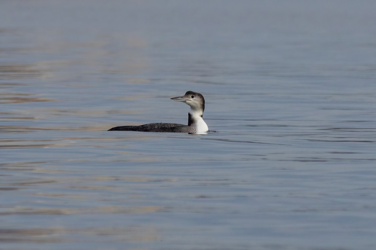 Common Loon - ML519736491