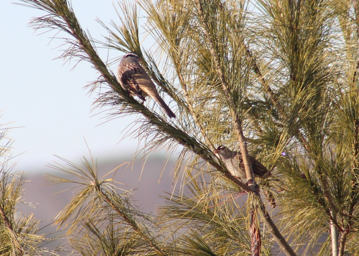 White-crowned Sparrow - ML519737171