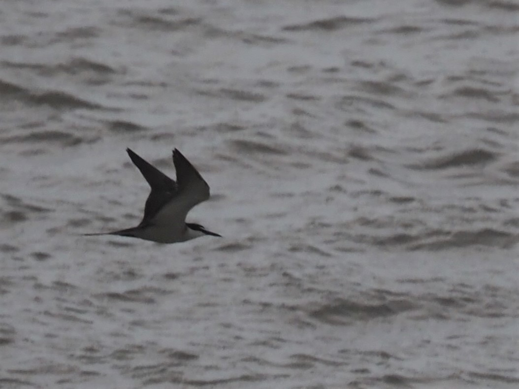 Bridled Tern - ML519737341