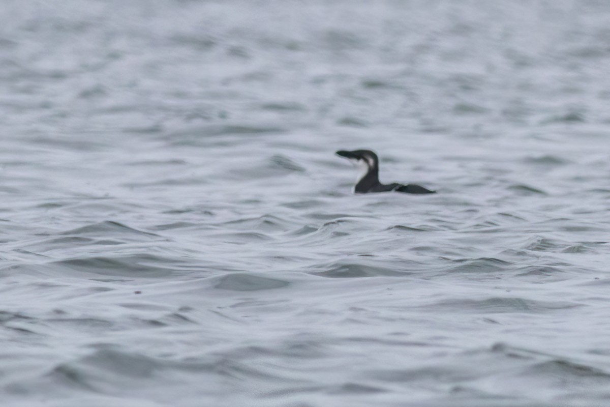 Razorbill - ML519737931