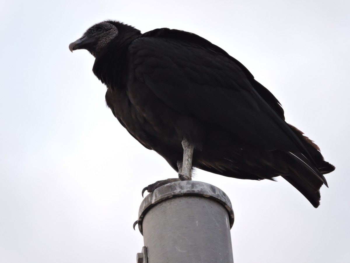 Black Vulture - ML51973801