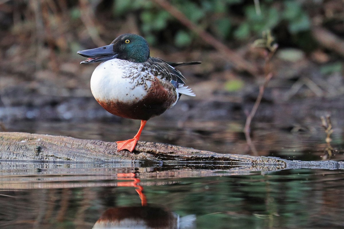 Northern Shoveler - ML519738041