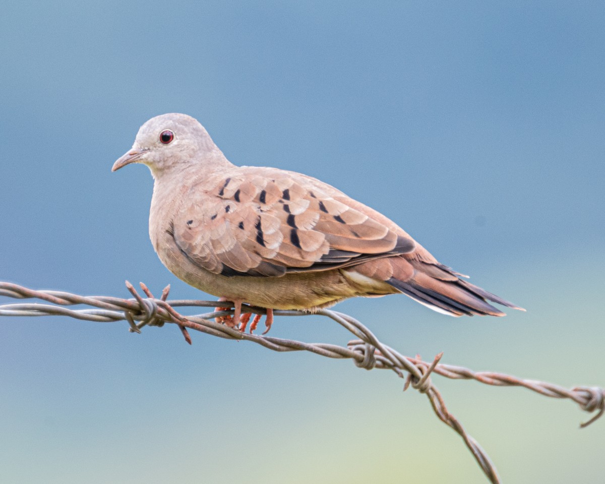 Ruddy Ground Dove - ML519739191