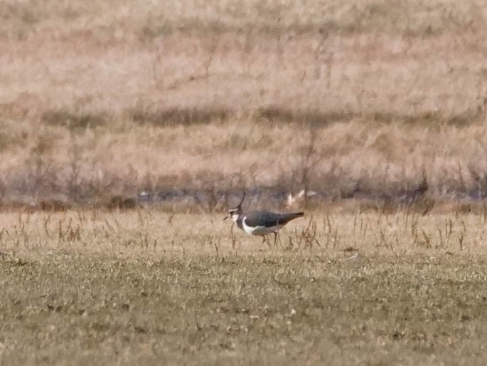 Northern Lapwing - ML519739391