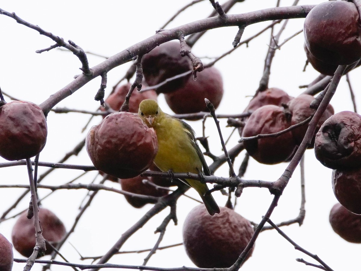 Western Tanager - Jenna Rosen