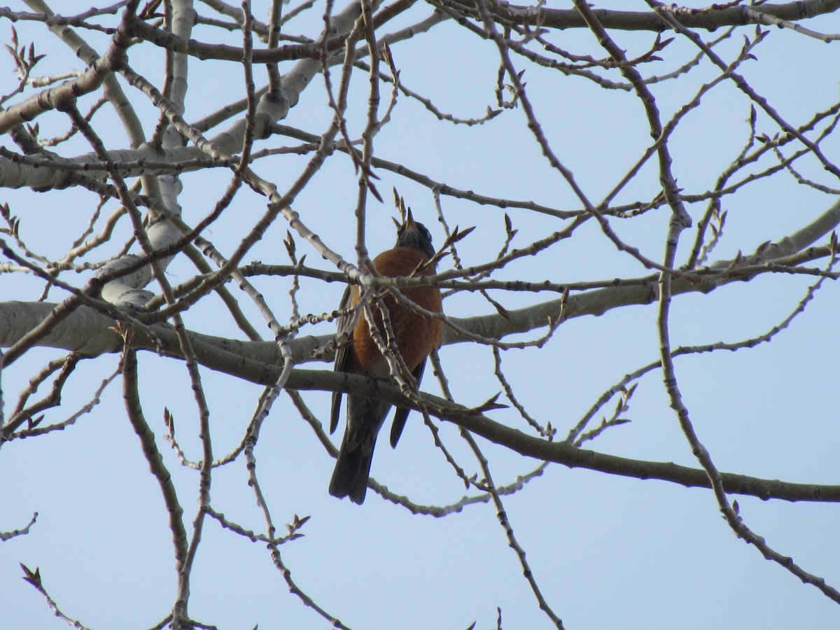 American Robin - ML51974071