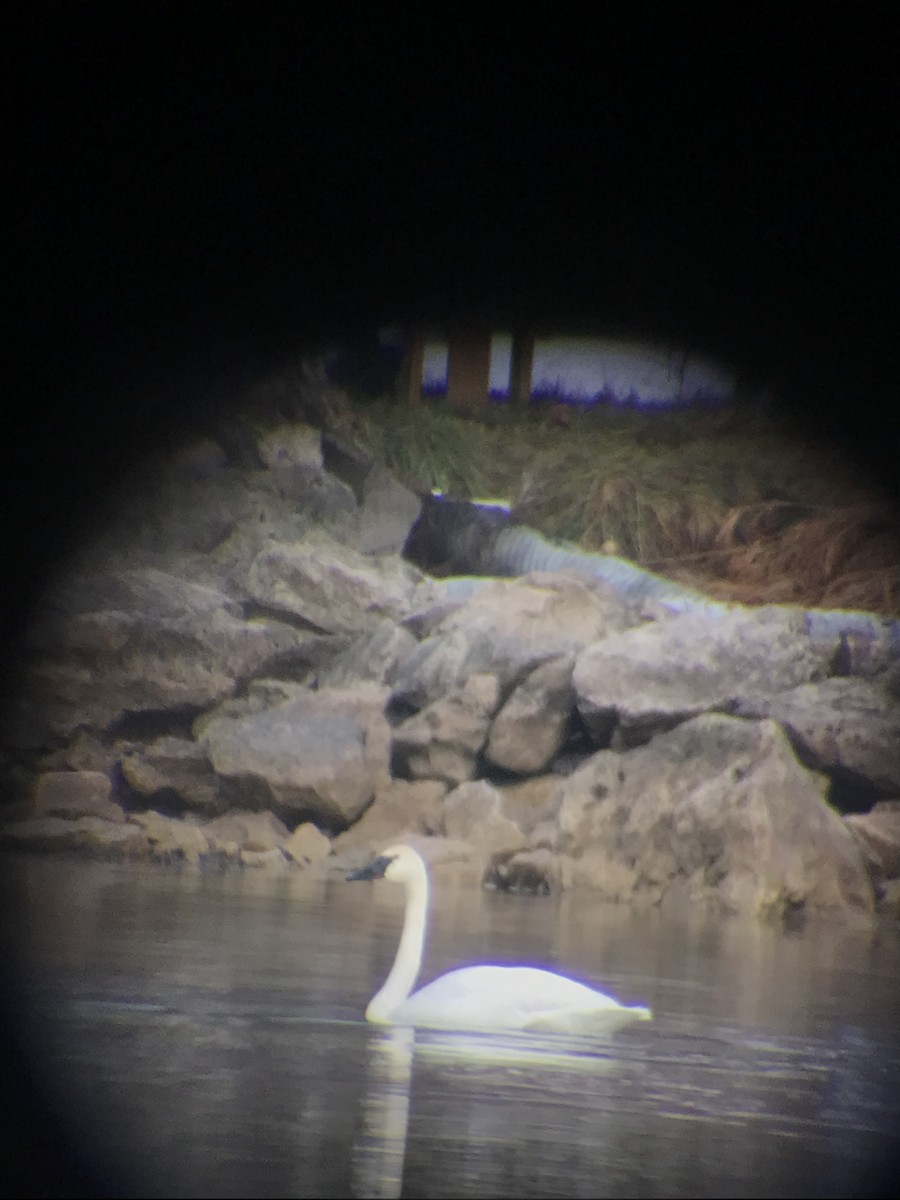 Trumpeter Swan - Erik Van Den Kieboom