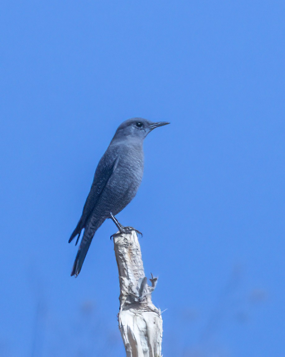 Blue Rock-Thrush - ML519741291