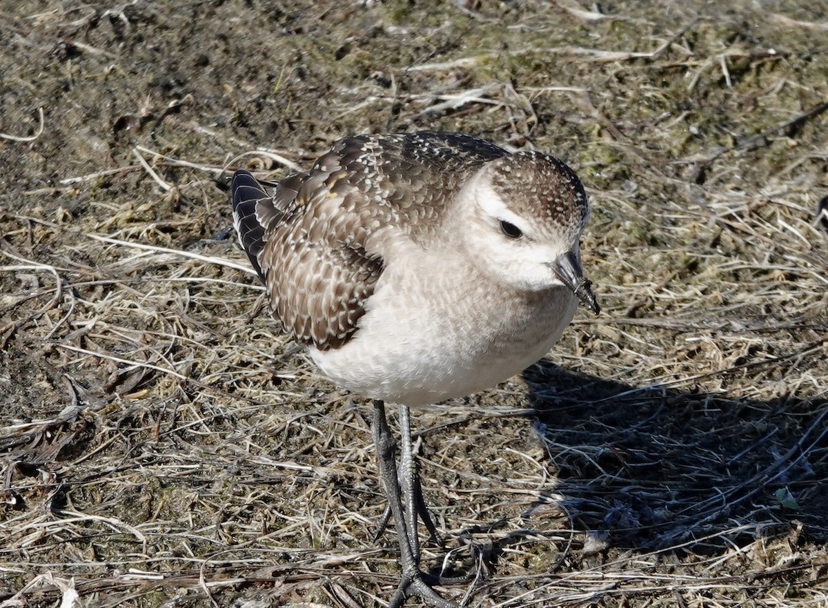 American Golden-Plover - ML519741811