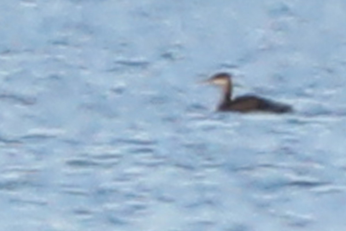 Red-necked Grebe - ML519741911