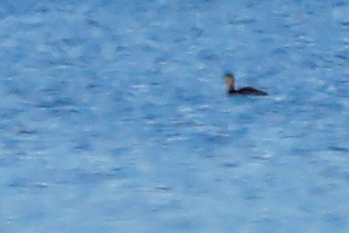 Red-necked Grebe - ML519741921