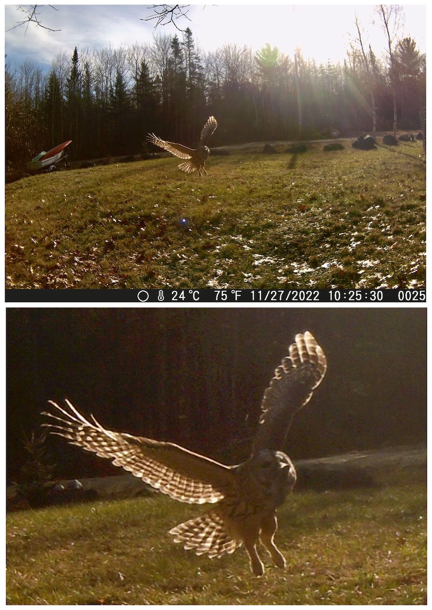 Barred Owl - ML519743691