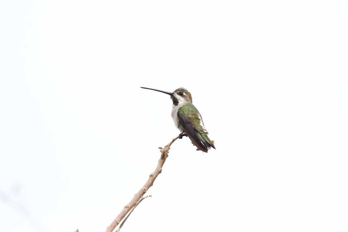 Long-billed Starthroat - ML519744001