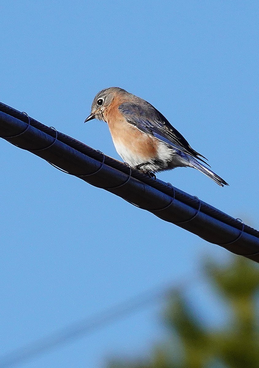 Eastern Bluebird - Kathleen Horn