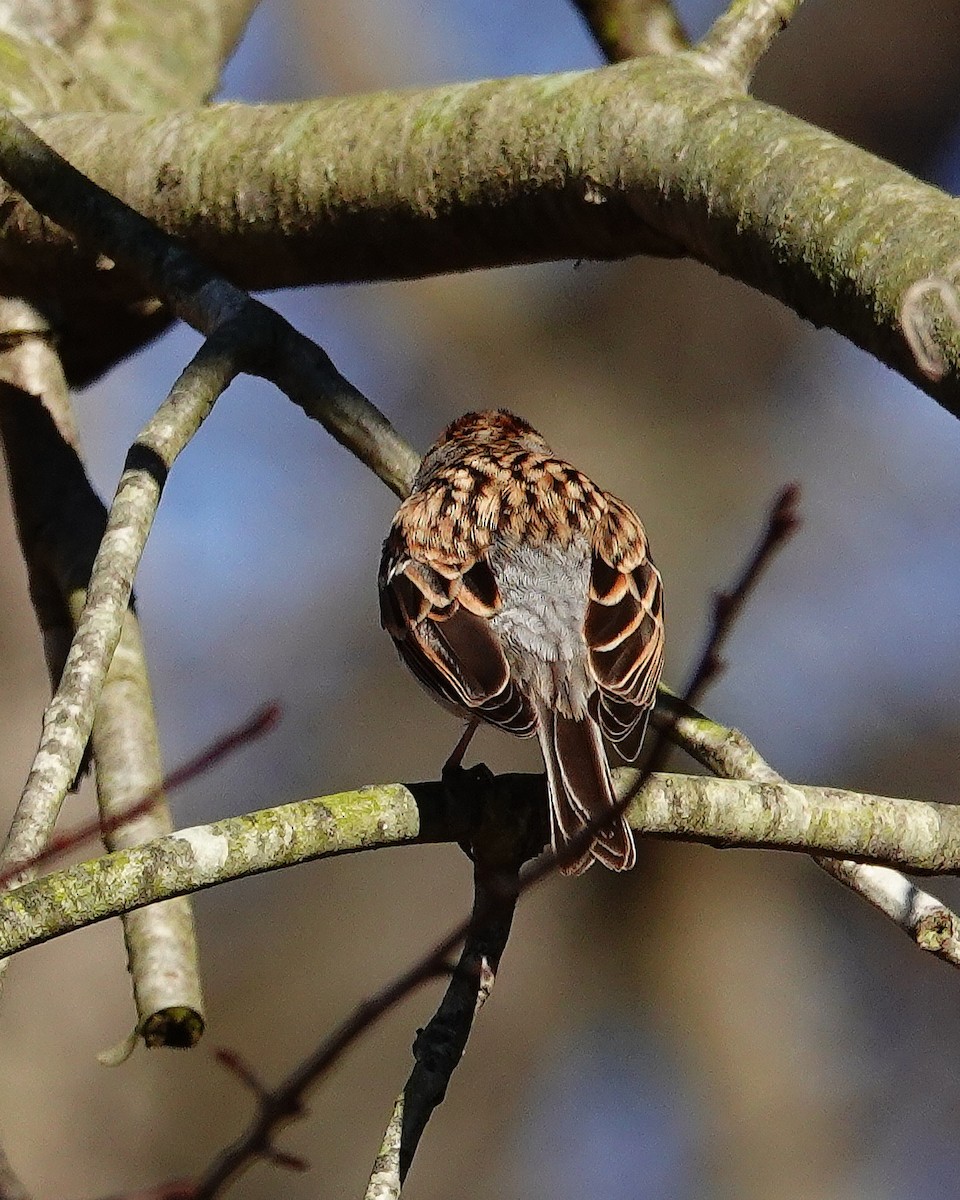 Chipping Sparrow - Kathleen Horn