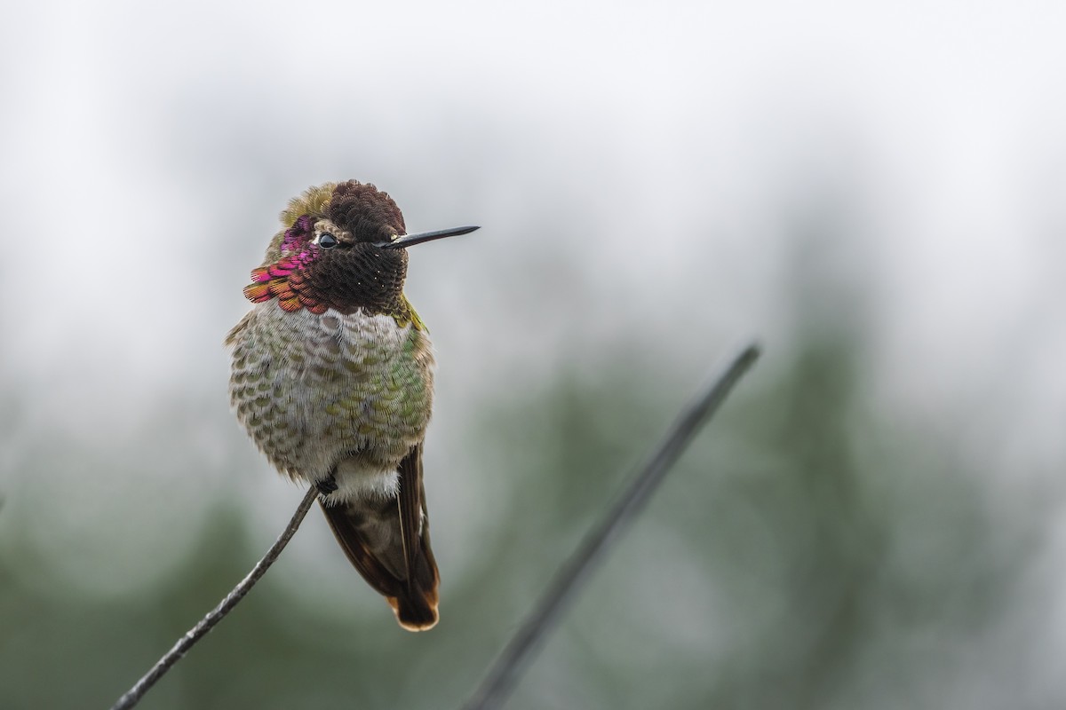 Anna's Hummingbird - Alex Smilor