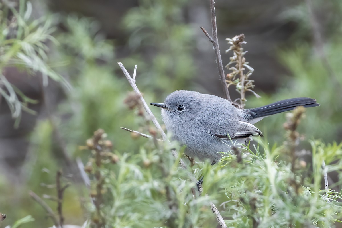 Blue-gray Gnatcatcher - ML519745371