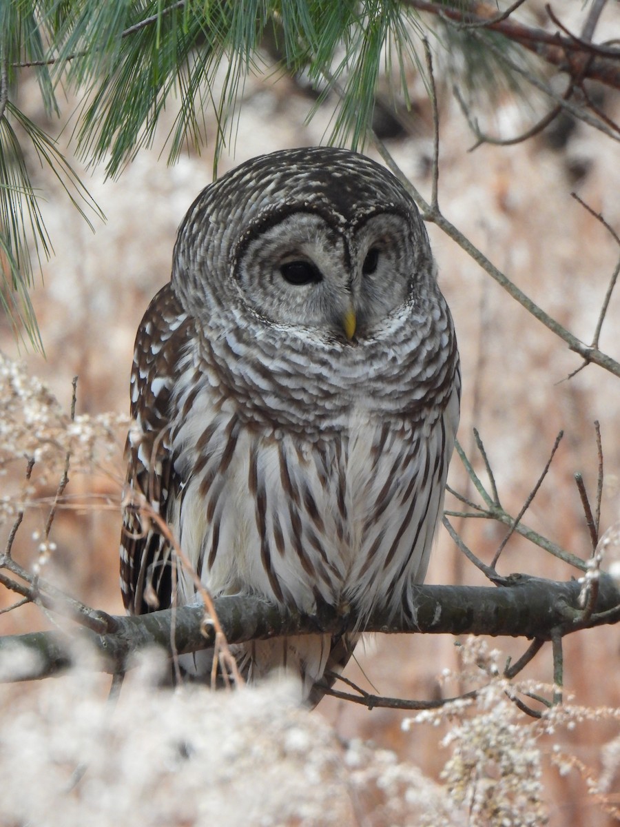 Barred Owl - ML519745511