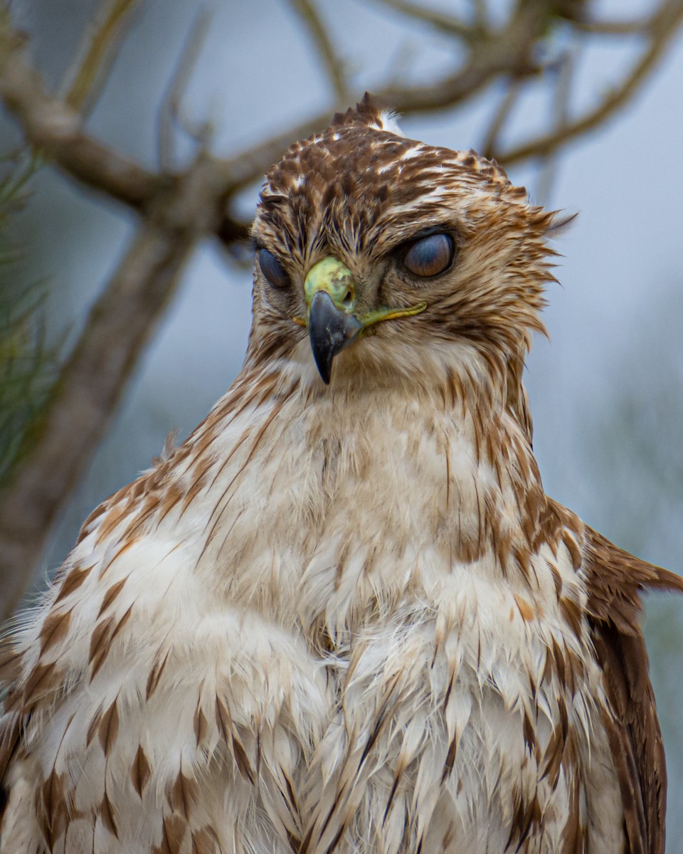 Red-tailed Hawk - ML519747041