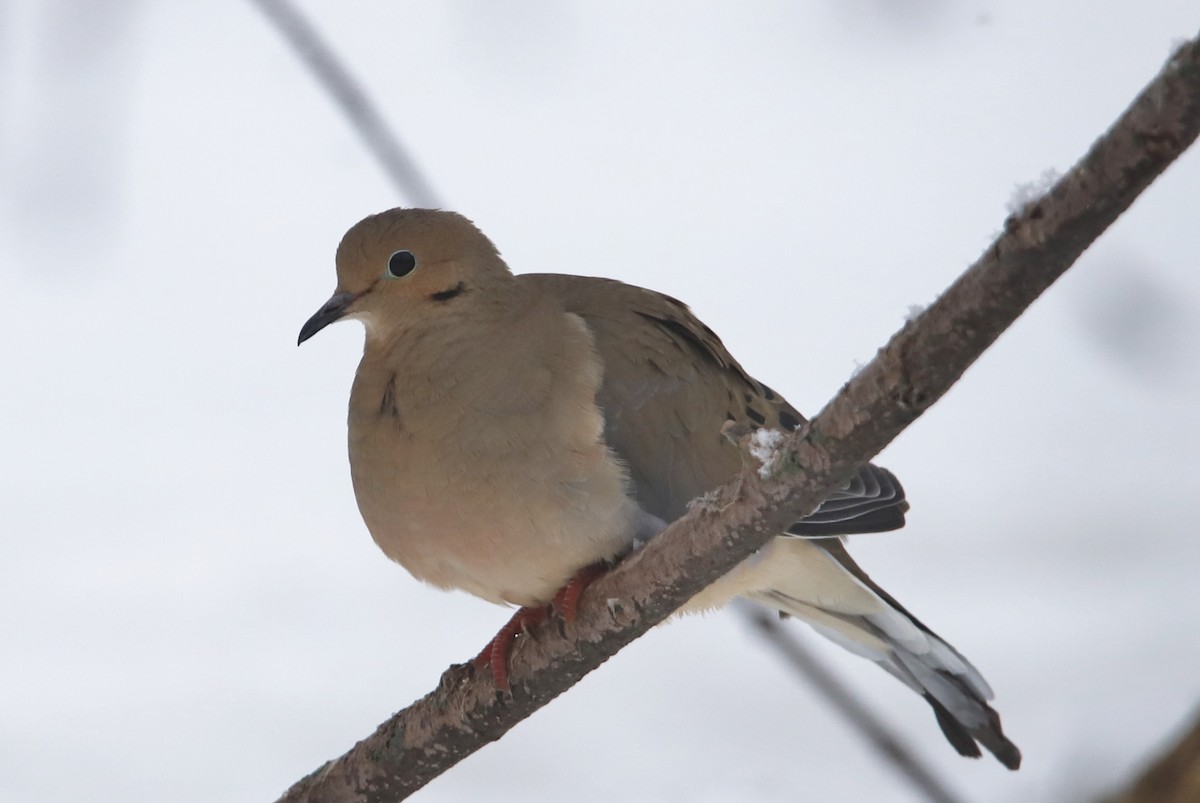 Mourning Dove - Michele Chartier