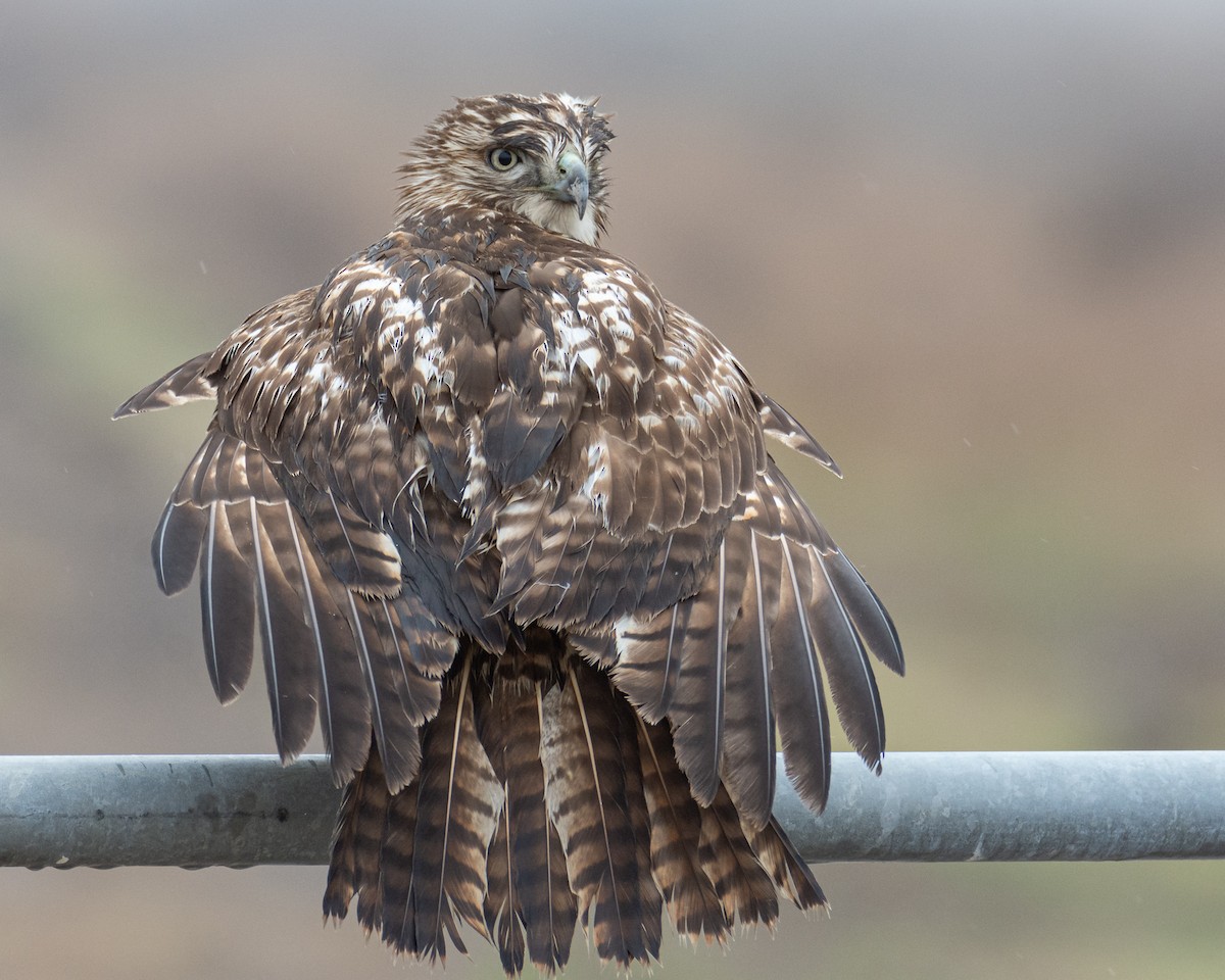 Red-tailed Hawk - ML519747581